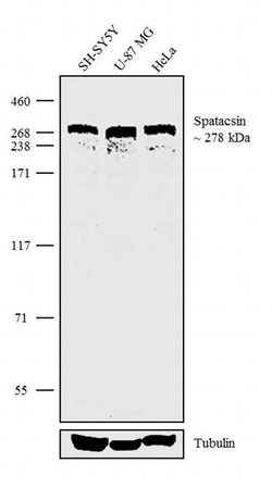 Invitrogen SPG11 Recombinant Superclonal Antibody (2HCLC) 100 &mu;g; Unconjugated:Antibodies,