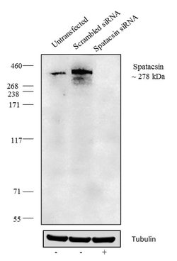 Invitrogen SPG11 Recombinant Superclonal Antibody (2HCLC) 100 &mu;g; Unconjugated:Antibodies,