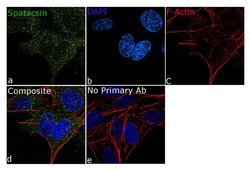 Invitrogen SPG11 Recombinant Superclonal Antibody (2HCLC) 100 &mu;g; Unconjugated:Antibodies,