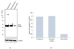 Invitrogen Parkin Recombinant Superclonal Antibody (21HCLC) 100 &mu;g;