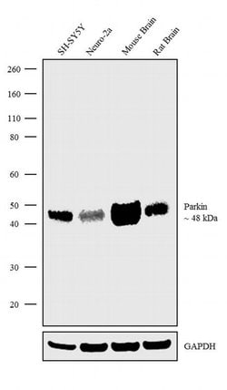 Invitrogen Parkin Recombinant Superclonal Antibody (21HCLC) 100 &mu;g;