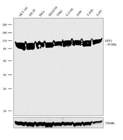 Invitrogen EEF2 Recombinant Superclonal Antibody (20HCLC) 100 &mu;g; Unconjugated:Antibodies,