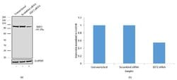 Invitrogen EEF2 Recombinant Superclonal Antibody (20HCLC) 100 &mu;g; Unconjugated:Antibodies,