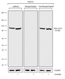 Invitrogen Phospho-EEF2 (Thr56) Recombinant Superclonal Antibody 100 &mu;g;