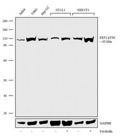 Invitrogen Phospho-EEF2 (Thr56) Recombinant Superclonal Antibody 100 &mu;g;