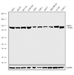 UHRF1 Recombinant Polyclonal Antibody (1HCLC), Invitrogen 100 &mu;g; Unconjugated:Antibodies,