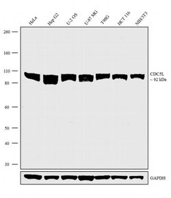 Invitrogen Cdc5L Recombinant Superclonal Antibody (22HCLC) 100 &mu;g; Unconjugated:Antibodies,