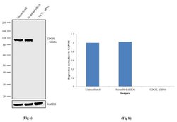 Invitrogen Cdc5L Recombinant Superclonal Antibody (22HCLC) 100 &mu;g; Unconjugated:Antibodies,