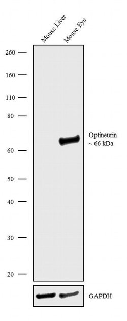 Invitrogen Optineurin Recombinant Superclonal Antibody 100 &mu;g; Unconjugated:Antibodies,