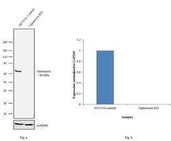 Invitrogen Optineurin Recombinant Superclonal Antibody 100 &mu;g; Unconjugated:Antibodies,