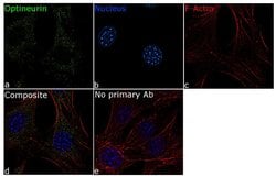 Invitrogen Optineurin Recombinant Superclonal Antibody 100 &mu;g; Unconjugated:Antibodies,