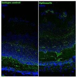 Invitrogen Optineurin Recombinant Superclonal Antibody 100 &mu;g; Unconjugated:Antibodies,