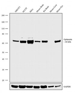 Invitrogen Optineurin Recombinant Superclonal Antibody 100 &mu;g; Unconjugated:Antibodies,