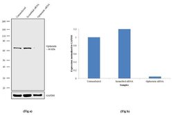 Invitrogen Optineurin Recombinant Superclonal Antibody 100 &mu;g; Unconjugated:Antibodies,