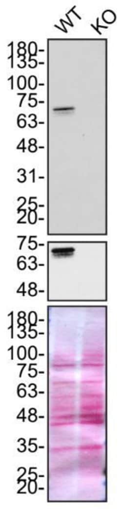 Invitrogen Optineurin Recombinant Superclonal Antibody 100 &mu;g; Unconjugated:Antibodies,
