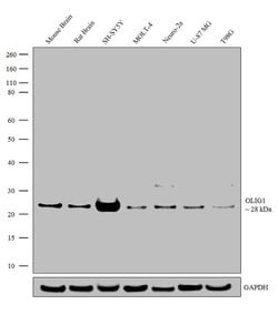 Invitrogen OLIG1 Recombinant Superclonal Antibody (4HCLC) 100 &mu;g; Unconjugated:Antibodies,