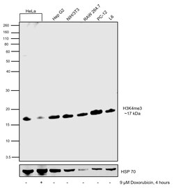 Invitrogen H3K4me3 Recombinant Polyclonal Antibody (9HCLC), ChIP-Verified,