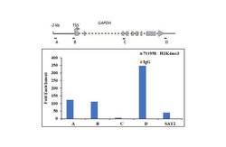 Invitrogen H3K4me3 Recombinant Polyclonal Antibody (9HCLC), ChIP-Verified,