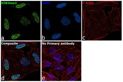 Invitrogen H3K4me3 Recombinant Polyclonal Antibody (9HCLC), ChIP-Verified,
