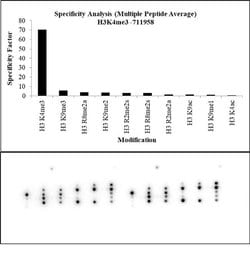 Invitrogen H3K4me3 Recombinant Polyclonal Antibody (9HCLC), ChIP-Verified,