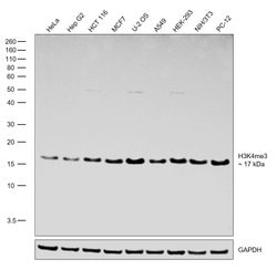Invitrogen H3K4me3 Recombinant Polyclonal Antibody (9HCLC), ChIP-Verified,