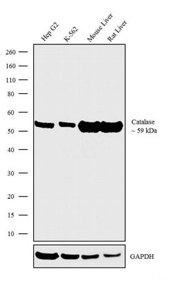 Invitrogen Catalase Recombinant Superclonal Antibody (3HCLC) 100 &mu;g;
