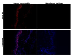 Invitrogen Lamin B1 Recombinant Superclonal Antibody (10HCLC) 100 &mu;g;