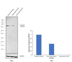 Invitrogen Lamin B1 Recombinant Superclonal Antibody (10HCLC) 100 &mu;g;
