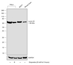 Invitrogen Lamin B1 Recombinant Superclonal Antibody (10HCLC) 100 &mu;g;
