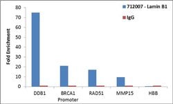 Invitrogen Lamin B1 Recombinant Superclonal Antibody (10HCLC) 100 &mu;g;