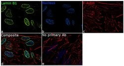 Invitrogen Lamin B1 Recombinant Superclonal Antibody (10HCLC) 100 &mu;g;