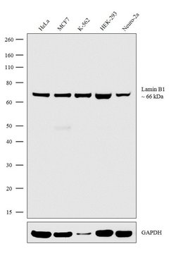 Invitrogen Lamin B1 Recombinant Superclonal Antibody (10HCLC) 100 &mu;g;
