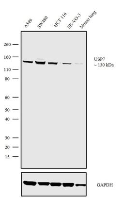 Invitrogen&trade;&nbsp;USP7 Recombinant Superclonal&trade; Antibody (5HCLC)