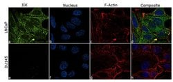 Invitrogen JIK Recombinant Superclonal Antibody (1HCLC) 100 &mu;g; Unconjugated:Antibodies,