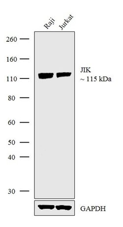 Invitrogen JIK Recombinant Superclonal Antibody (1HCLC) 100 &mu;g; Unconjugated:Antibodies,