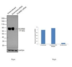 Invitrogen LIMP2 Recombinant Superclonal Antibody 100 &mu;g | Buy Online | Invitrogen&trade; | Fisher Scientific