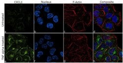 Invitrogen CXCL1 Recombinant Superclonal Antibody (14HCLC) 100 &mu;g; Unconjugated:Antibodies,