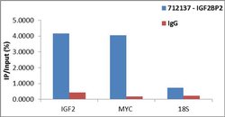 Invitrogen IGF2BP2 Recombinant Superclonal Antibody (1HCLC) 100 &mu;g;