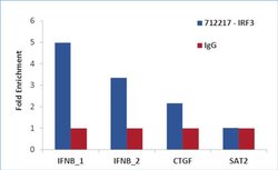 Invitrogen IRF3 Recombinant Superclonal Antibody (1HCLC) 100 &mu;g; Unconjugated:Antibodies,