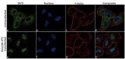 Invitrogen IRF3 Recombinant Superclonal Antibody (1HCLC) 100 &mu;g; Unconjugated:Antibodies,