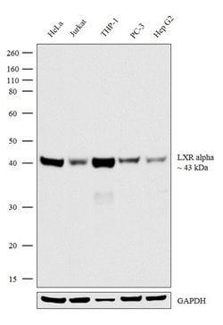 Invitrogen LXR alpha Recombinant Superclonal Antibody (12HCLC) 100 &mu;g | Buy Online | Invitrogen&trade; | Fisher Scientific