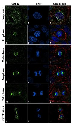 Invitrogen CDC42 Recombinant Superclonal Antibody (8H7L24) 100 &mu;g | Buy Online | Invitrogen&trade; | Fisher Scientific