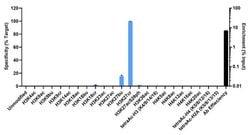 H3K27cr Recombinant Polyclonal Antibody (9HCLC), ChIP-Verified, Invitrogen:Antibodies:Primary