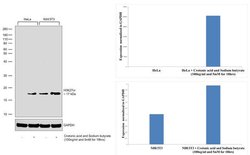 H3K27cr Recombinant Polyclonal Antibody (9HCLC), ChIP-Verified, Invitrogen:Antibodies:Primary