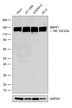 Invitrogen BRPF1 Recombinant Superclonal Antibody (19HCLC) 100 &mu;g | Buy Online | Invitrogen&trade; | Fisher Scientific