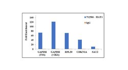 Invitrogen HAT1 Recombinant Superclonal Antibody (18HCLC) 100 &mu;g; Unconjugated:Antibodies,