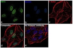 Invitrogen HAT1 Recombinant Superclonal Antibody (18HCLC) 100 &mu;g; Unconjugated:Antibodies,