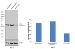 Invitrogen HAT1 Recombinant Superclonal Antibody (18HCLC) 100 &mu;g; Unconjugated:Antibodies,