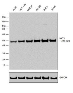 Invitrogen HAT1 Recombinant Superclonal Antibody (18HCLC) 100 &mu;g; Unconjugated:Antibodies,