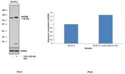 Invitrogen JMJD2B Recombinant Superclonal Antibody (9HCLC) 100 &mu;g; Unconjugated:Antibodies,